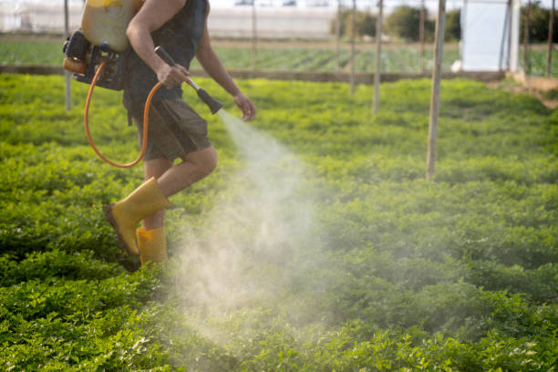 Best Pest Removal Services  in Mvell, AR