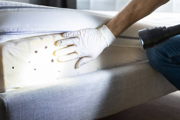 Best Pest Removal Services  in Mvell, AR