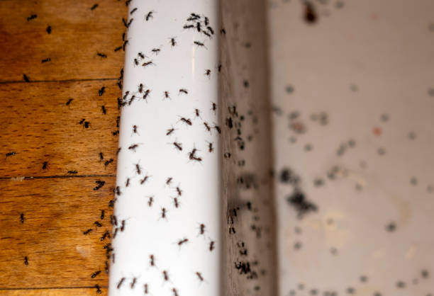 Best Flea Control Services  in Mvell, AR