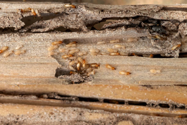 Best Local Pest Control Services  in Mvell, AR