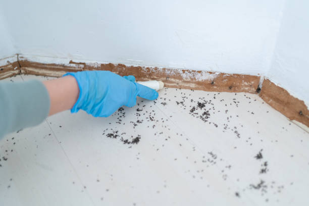 Best Affordable Pest Control Services  in Mvell, AR